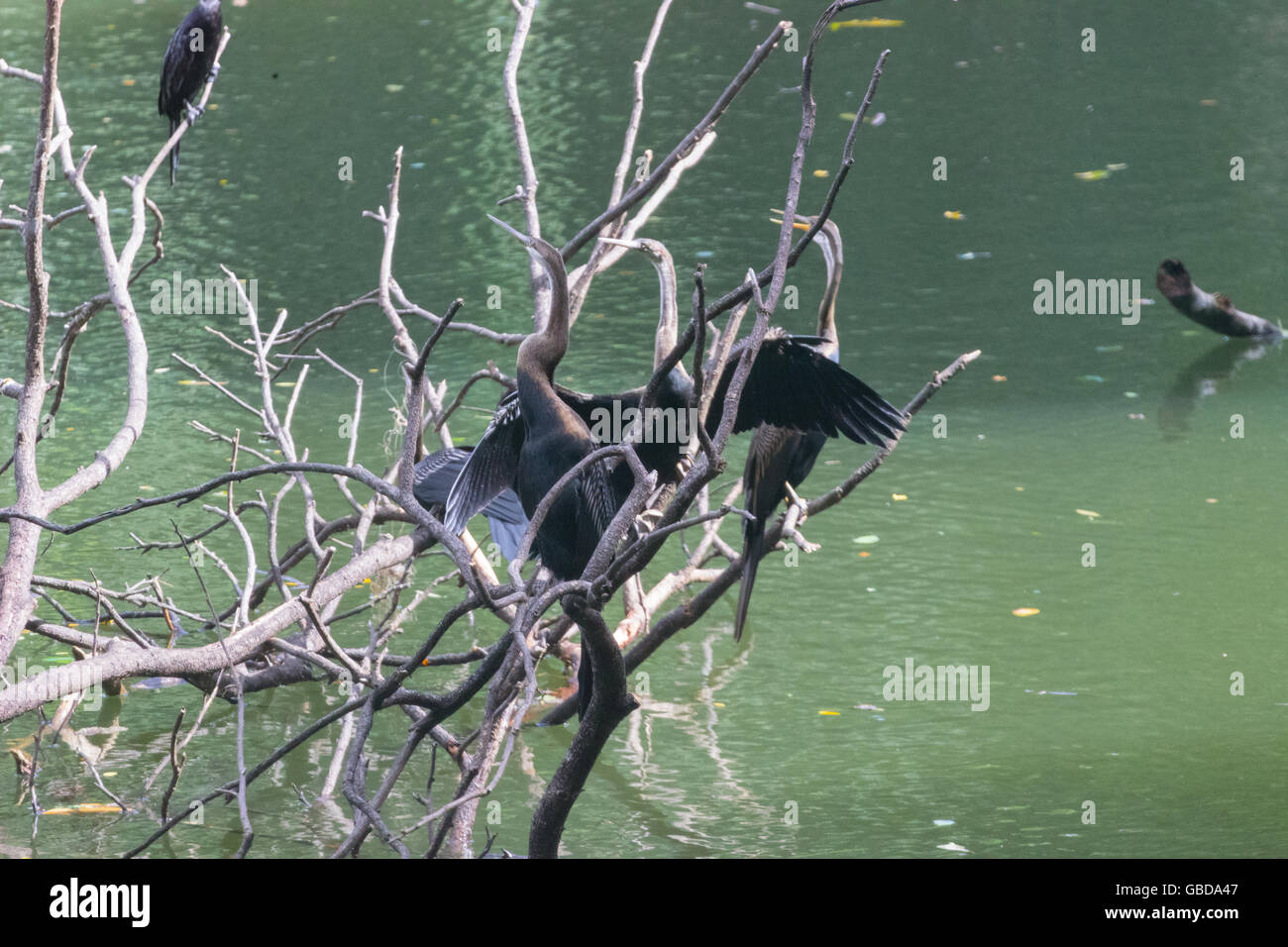 Indian darter (Anhinga melanogaster) Foto Stock