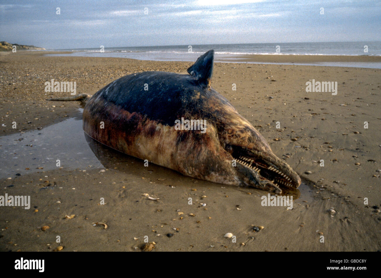 Il corpo di un cadavere di Cetacean sulla spiaggia di Cuesta de Maneli, Costa de la Luz, Andalusia, Spagna spiaggia Foto Stock