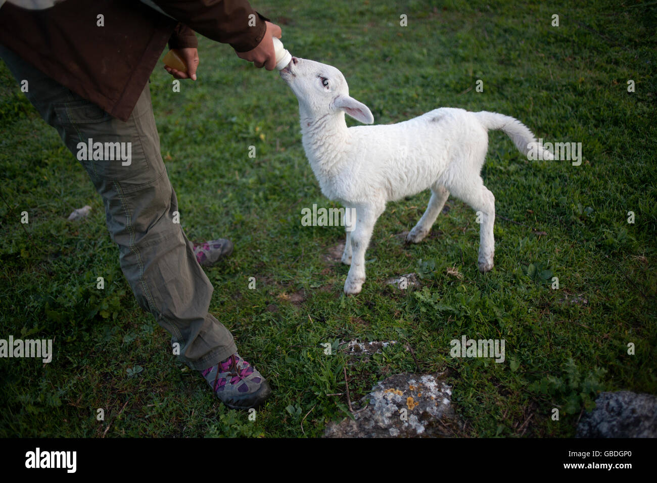 Un agnello bianco bevande latte in O-Live Medioambiente farm in Prado del Rey, Sierra de Cadice, Andalusia, Spagna Foto Stock