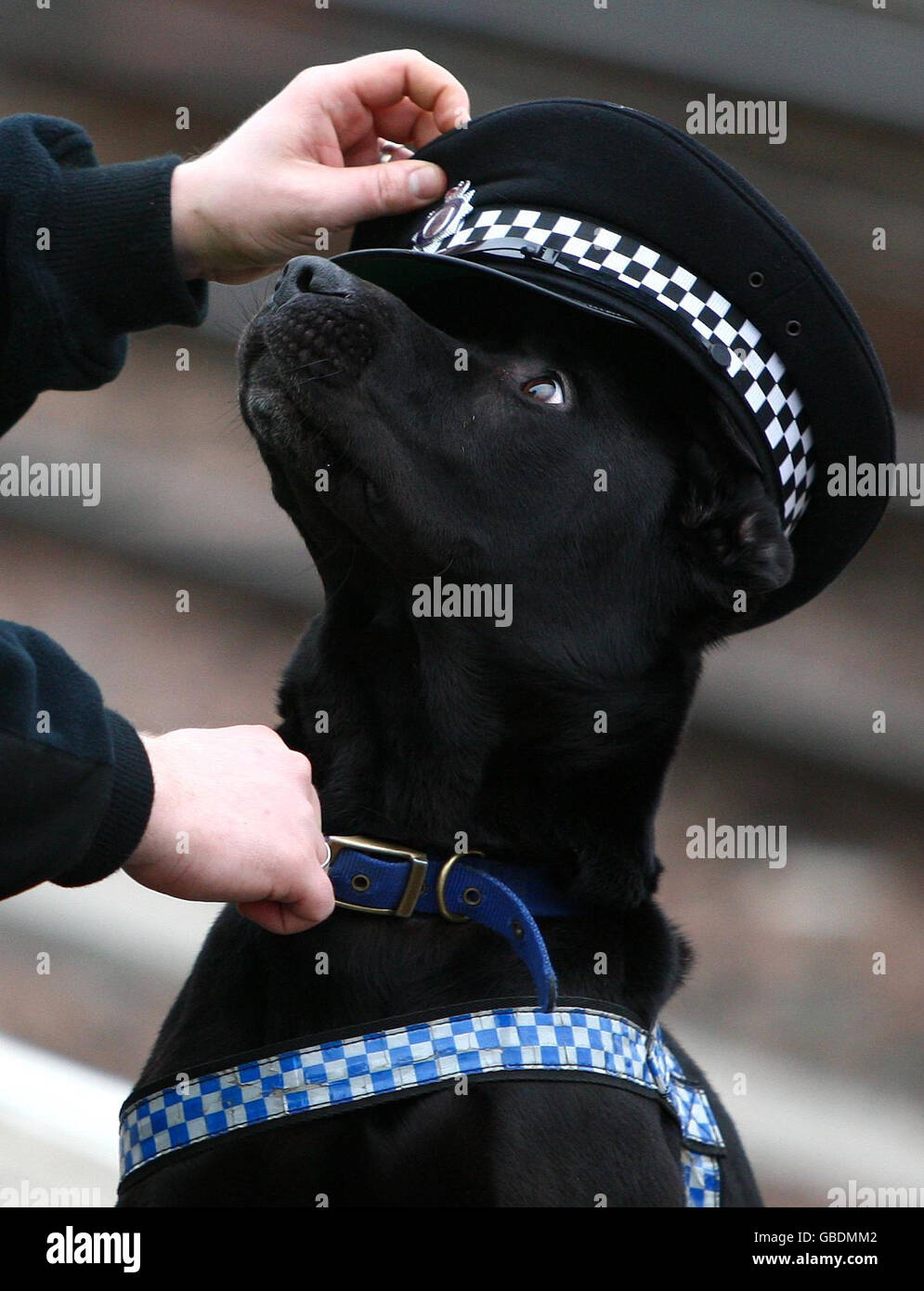 Due anni di Labrador nero, Bruce, un cane di salvataggio da Dogs Trust, Glasgow, presso la stazione centrale di Glasgow, dopo essersi qualificato come cane da ricerca esplosivo per la polizia dei Trasporti Britannici. Foto Stock