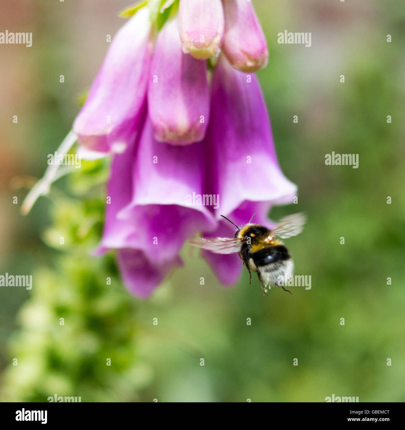 Bumblebee (bombus) su guanto di volpi viola (digitale purpurea) Foto Stock