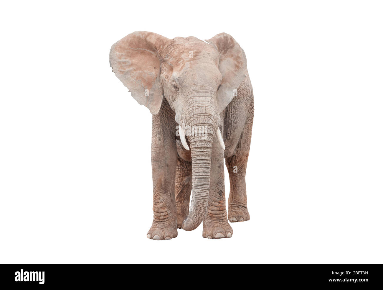 Una giovane femmina adulta Elefante africano Loxodonta africana, isolato su bianco Foto Stock