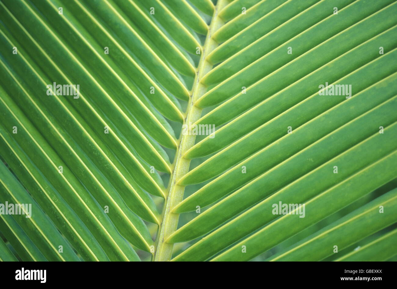 Le palme sulla spiaggia dell'isola e atollo delle Isole delle Maldive nell'oceano indiano. Foto Stock