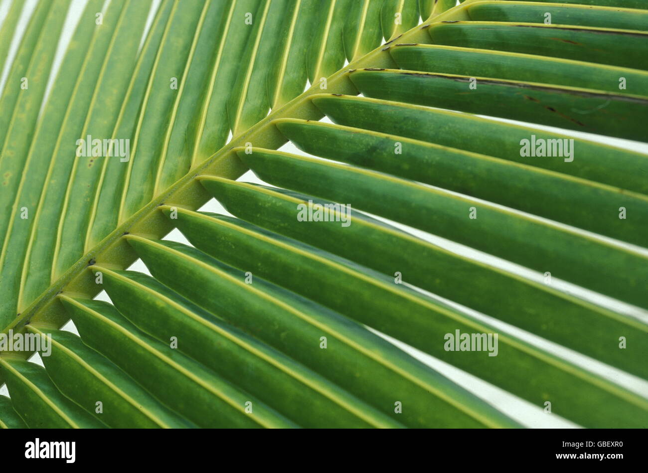 Le palme sulla spiaggia dell'isola e atollo delle Isole delle Maldive nell'oceano indiano. Foto Stock