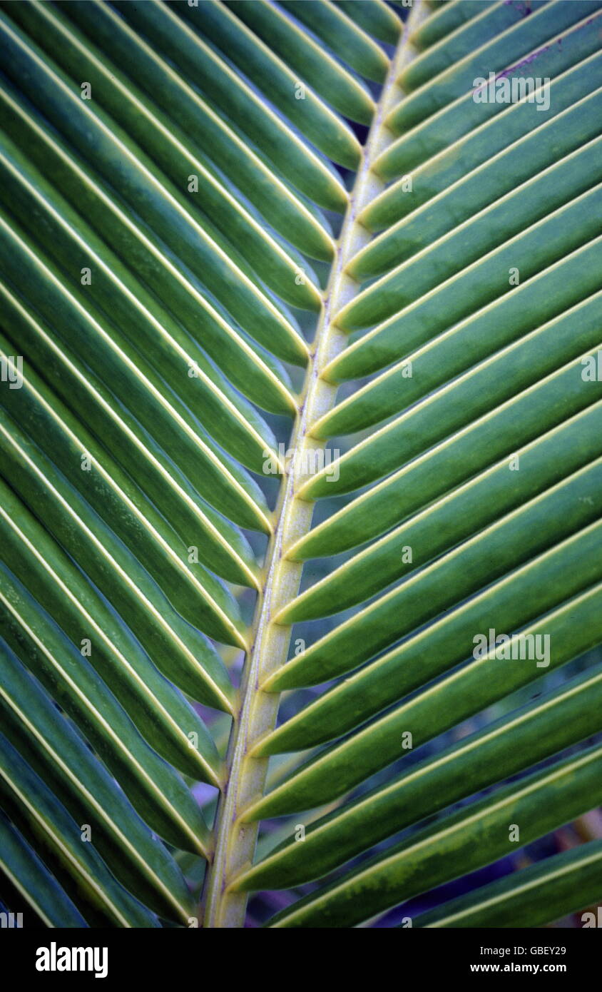 Le palme sulla spiaggia dell'isola e atollo delle Isole delle Maldive nell'oceano indiano. Foto Stock