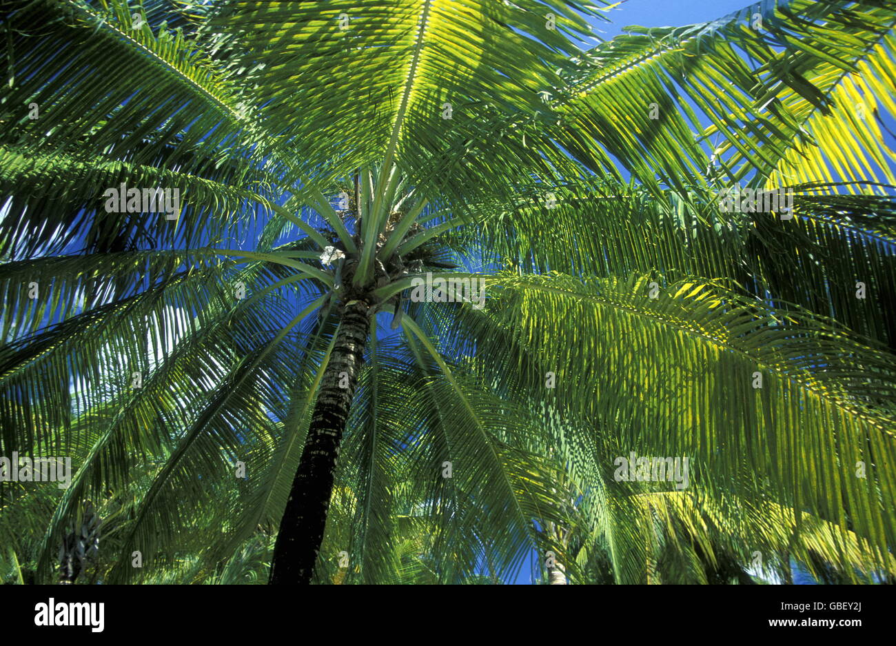 Le palme sulla spiaggia dell'isola e atollo delle Isole delle Maldive nell'oceano indiano. Foto Stock