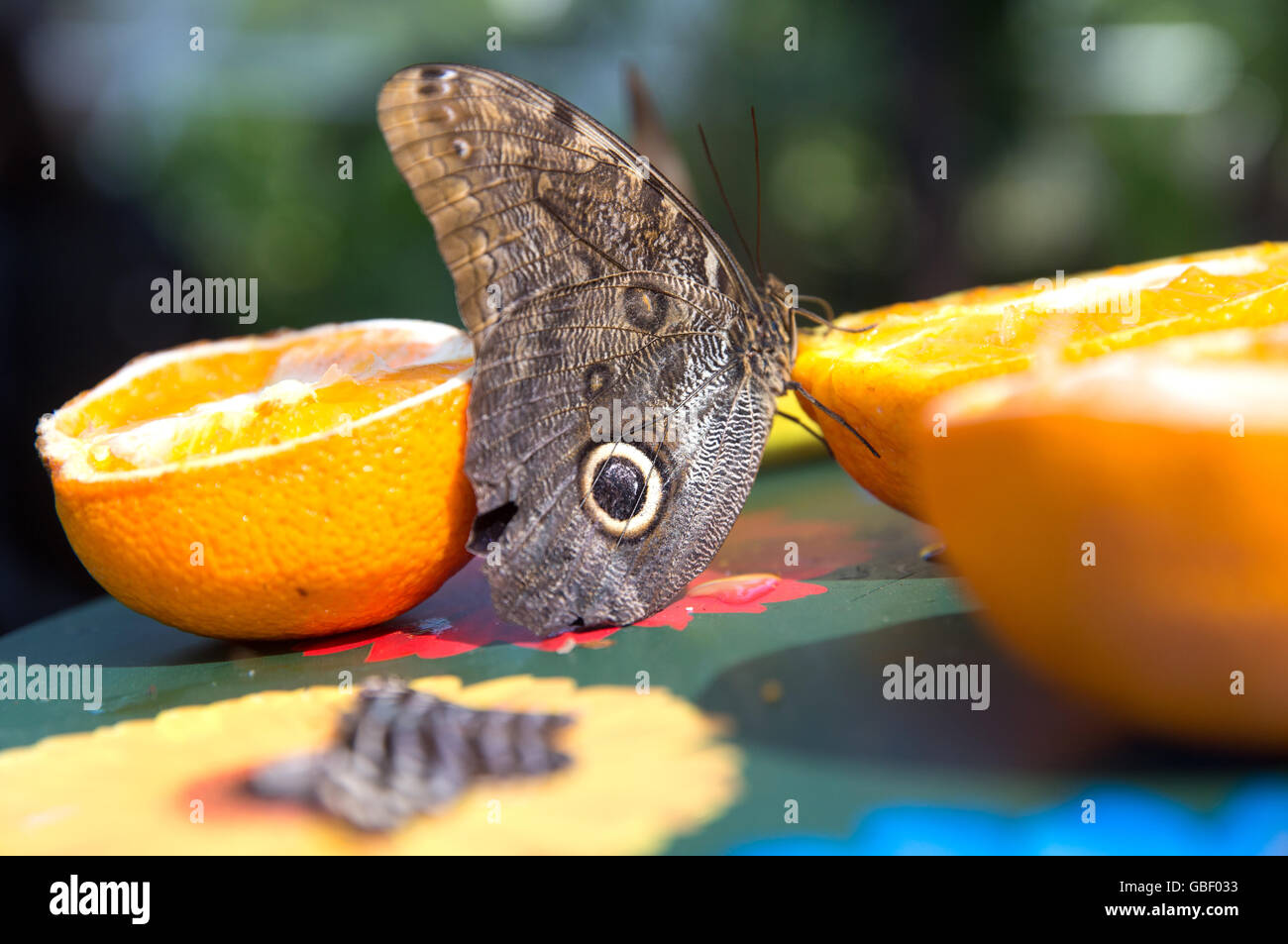 Farfalla Civetta (Caligo specie) ha un drink da un arancione nella casa delle farfalle della RHS Hampton Court Foto Stock