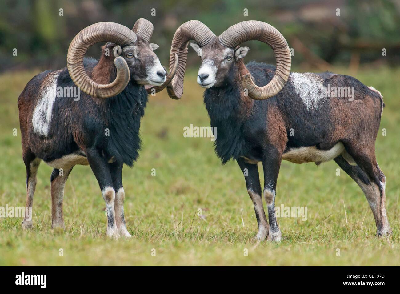 Mufflon, Ovis orientalis Foto Stock