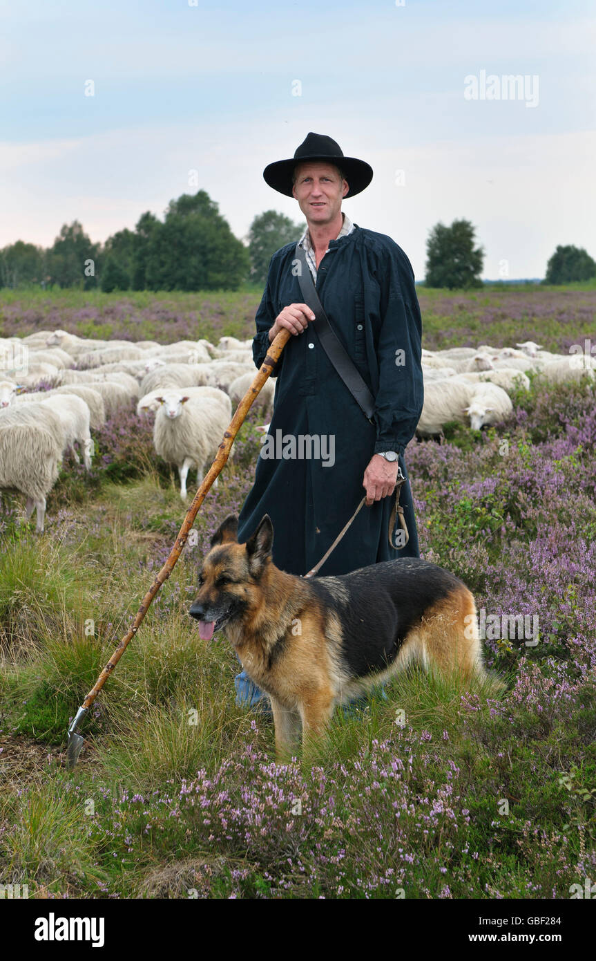 Pastore con gregge di ovini domestici e alsaziano, Diepholzer Moorniederung, Bassa Sassonia, Germania / Moorland pecore , Tedesco cane pastore Foto Stock