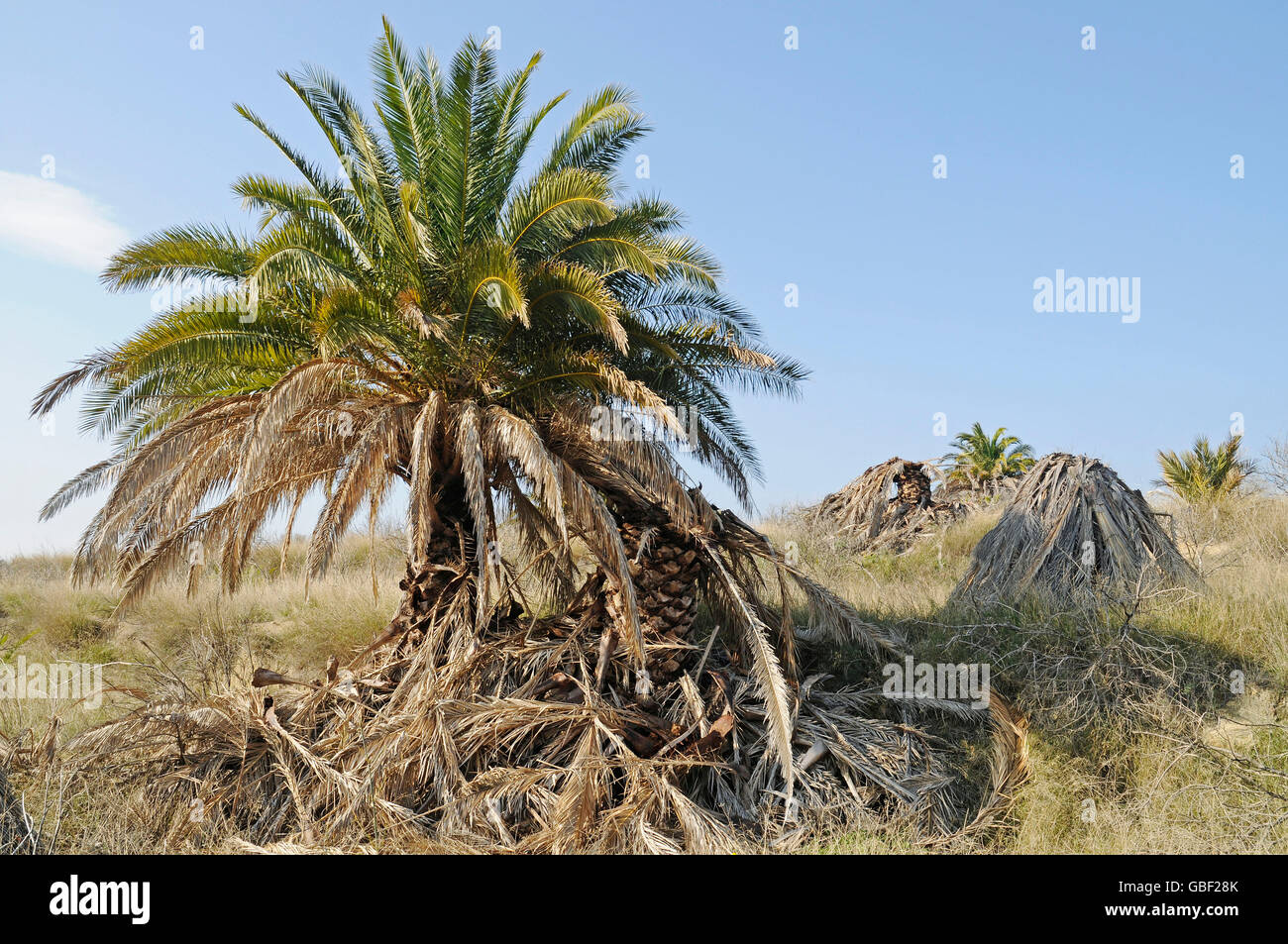 Infestato, morto, palme da dattero, palm deperimento, rosso curculione Palm, Palm curculione, beetle, parassiti, Altea, Costa Blanca, Provincia di Alicante, Spagna, Europa / (Rhynchophorus ferrugineus), (Phoenix dactylifera) Foto Stock