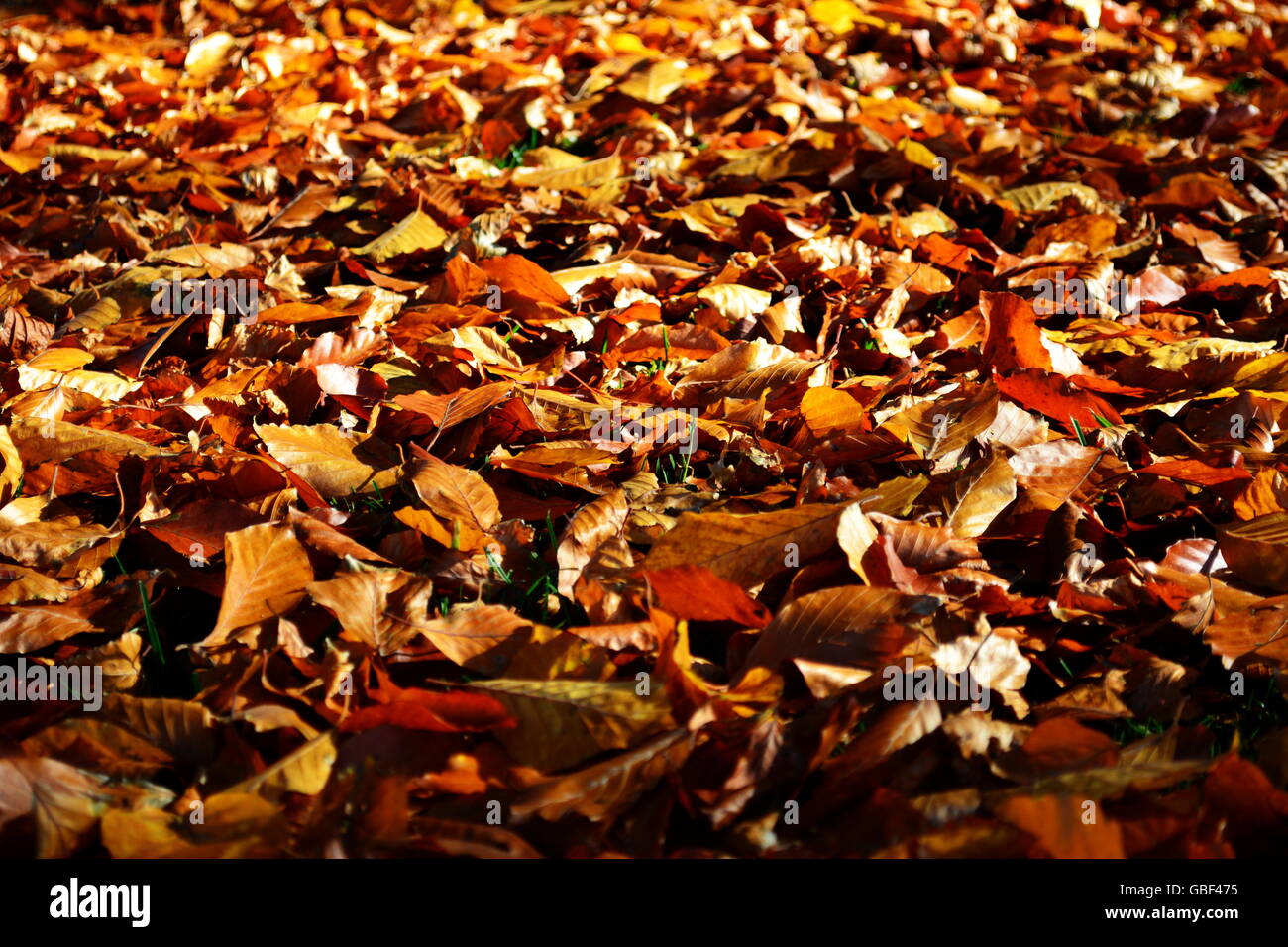 Foglie di autunno sul polv Foto Stock