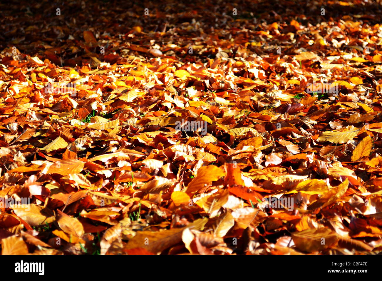 Foglie di autunno sul polv Foto Stock
