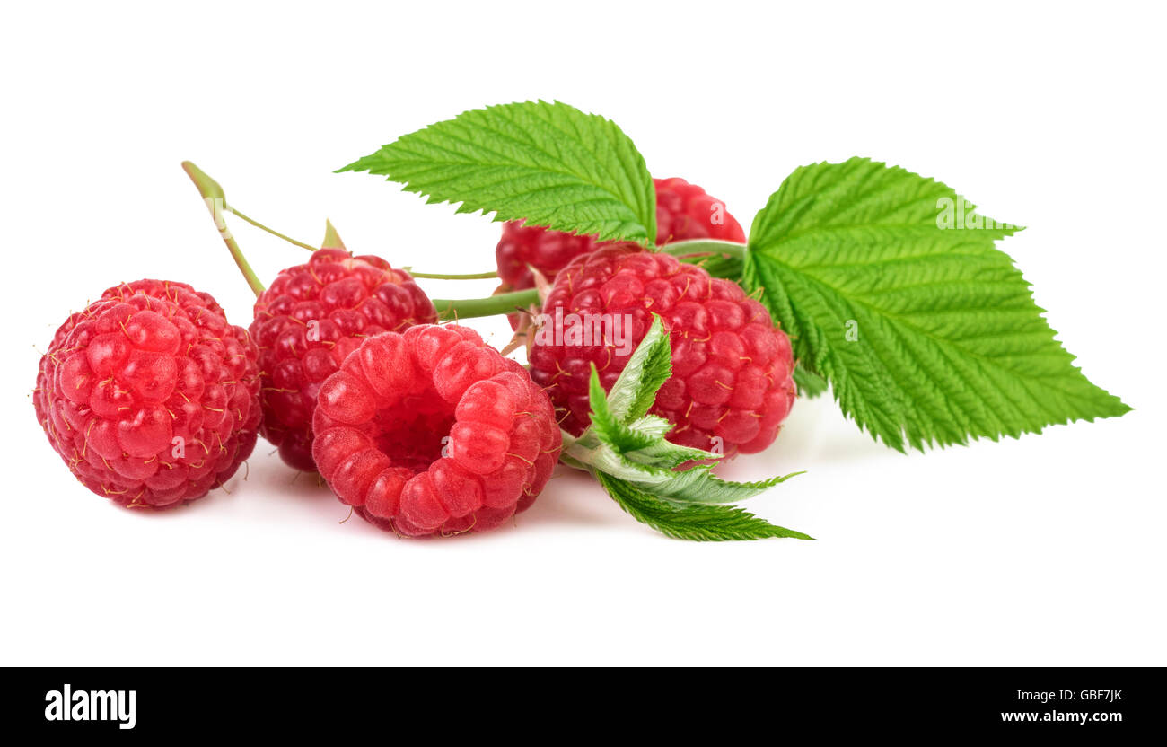 Fresche lamponi organici Foto Stock