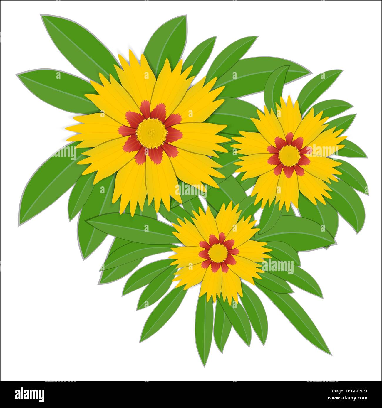 Coreopsis grandiflora fiore giallo. Illustrazione Vettoriale Illustrazione Vettoriale