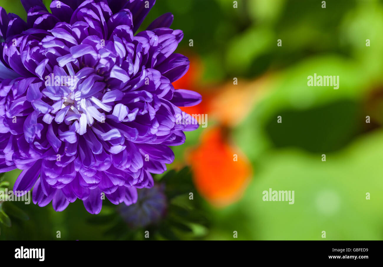 Abstract bella dolce fiore di primavera sullo sfondo. Primo piano con soft focus. Colore dolce Foto Stock