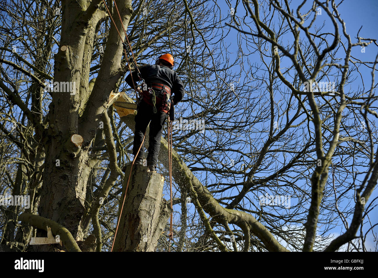 I venditori di alberi lavorano per rimuovere gli alberi colpiti da una malattia che si sta diffondendo attraverso il sud-ovest dell'Inghilterra sta ottenendo in corso questa settimana prossima al Barrington Court del National Trust a Somerset. . Foto Stock