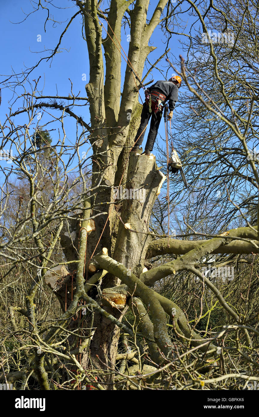 I venditori di alberi lavorano per rimuovere gli alberi colpiti da una malattia che si sta diffondendo attraverso il sud-ovest dell'Inghilterra sta ottenendo in corso questa settimana prossima al Barrington Court del National Trust a Somerset. . Foto Stock