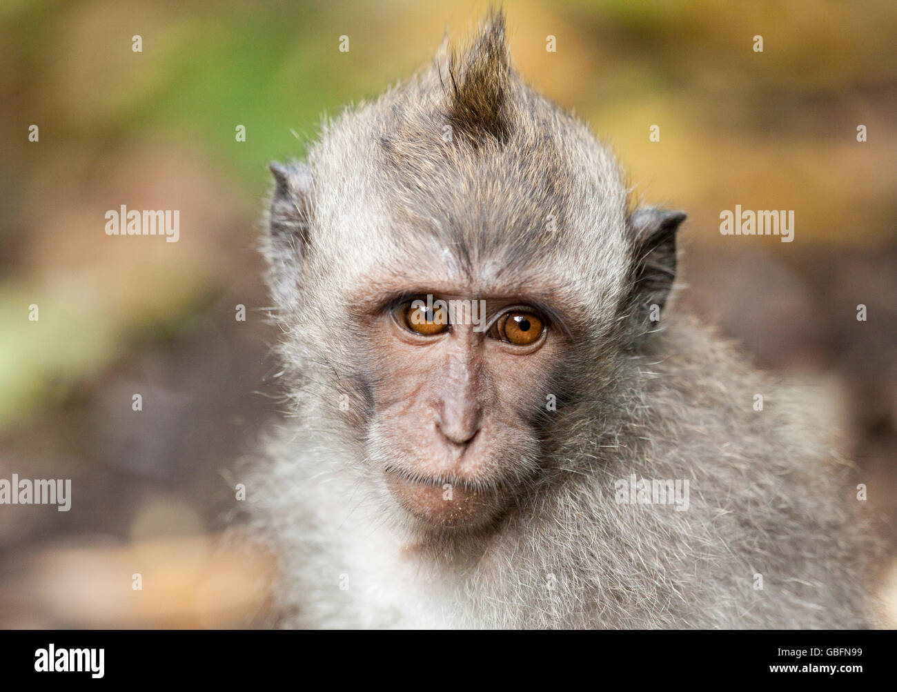Una piccola scimmia in Ubud foresta Foto Stock