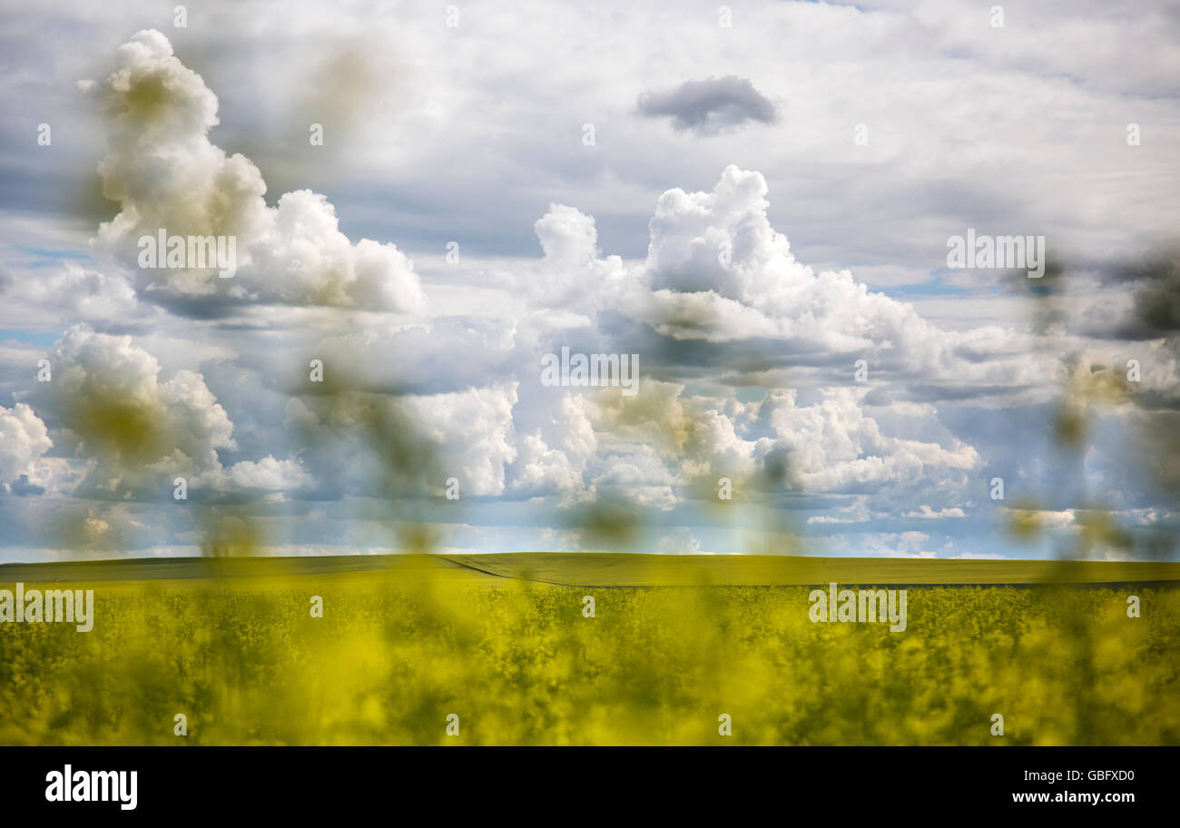Nuvoloso, blu, canadese, prateria del cielo visto attraverso la fioritura dei campi di canola in estate Foto Stock