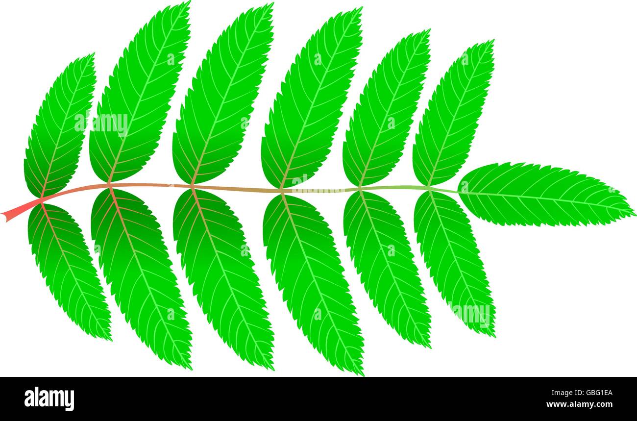 Rowan(Sorbus aucuparia), vettore isolato Rowan foglia, Illustrazione Vettoriale