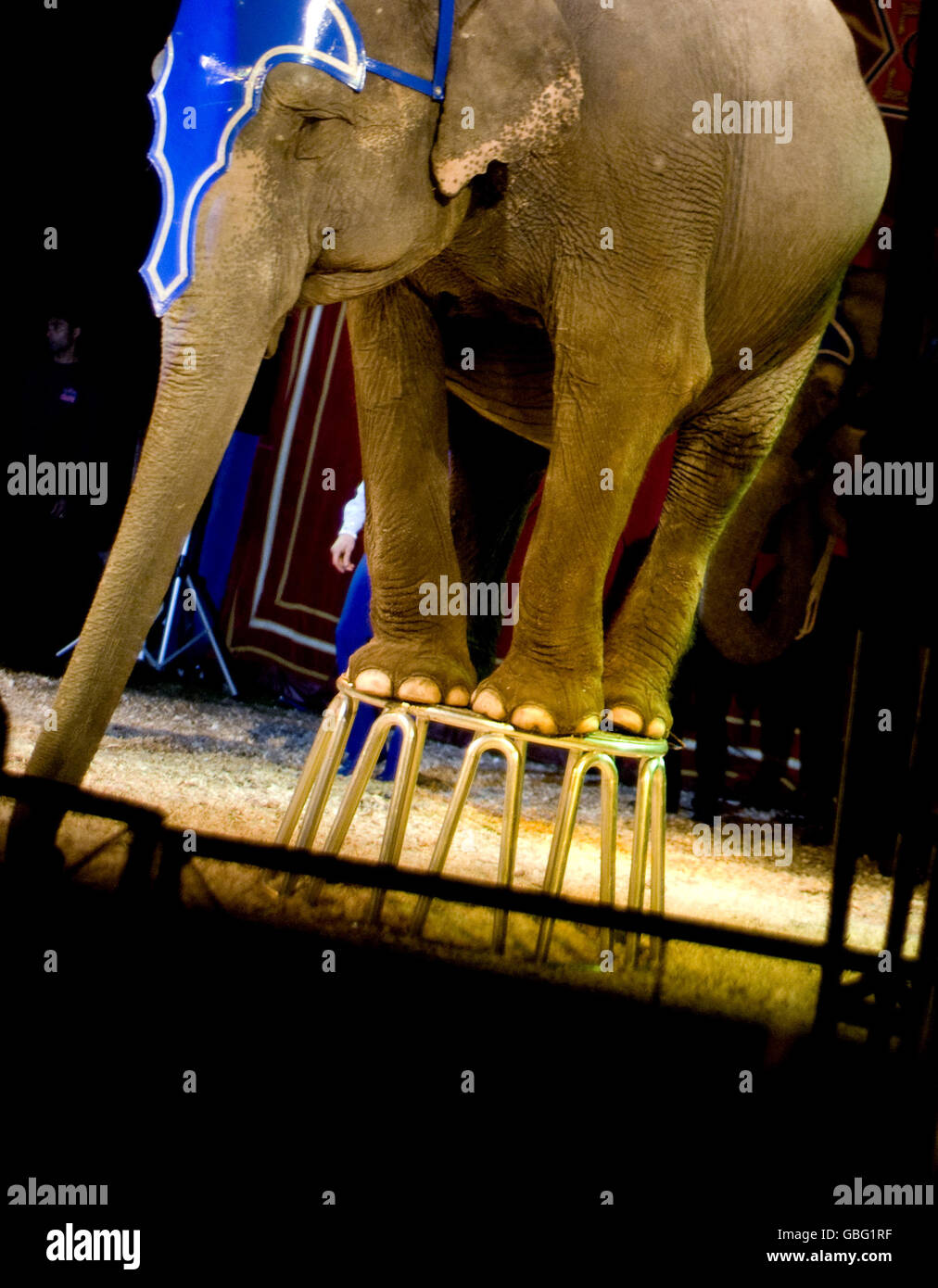 Gli elefanti tornare nel circus Foto Stock