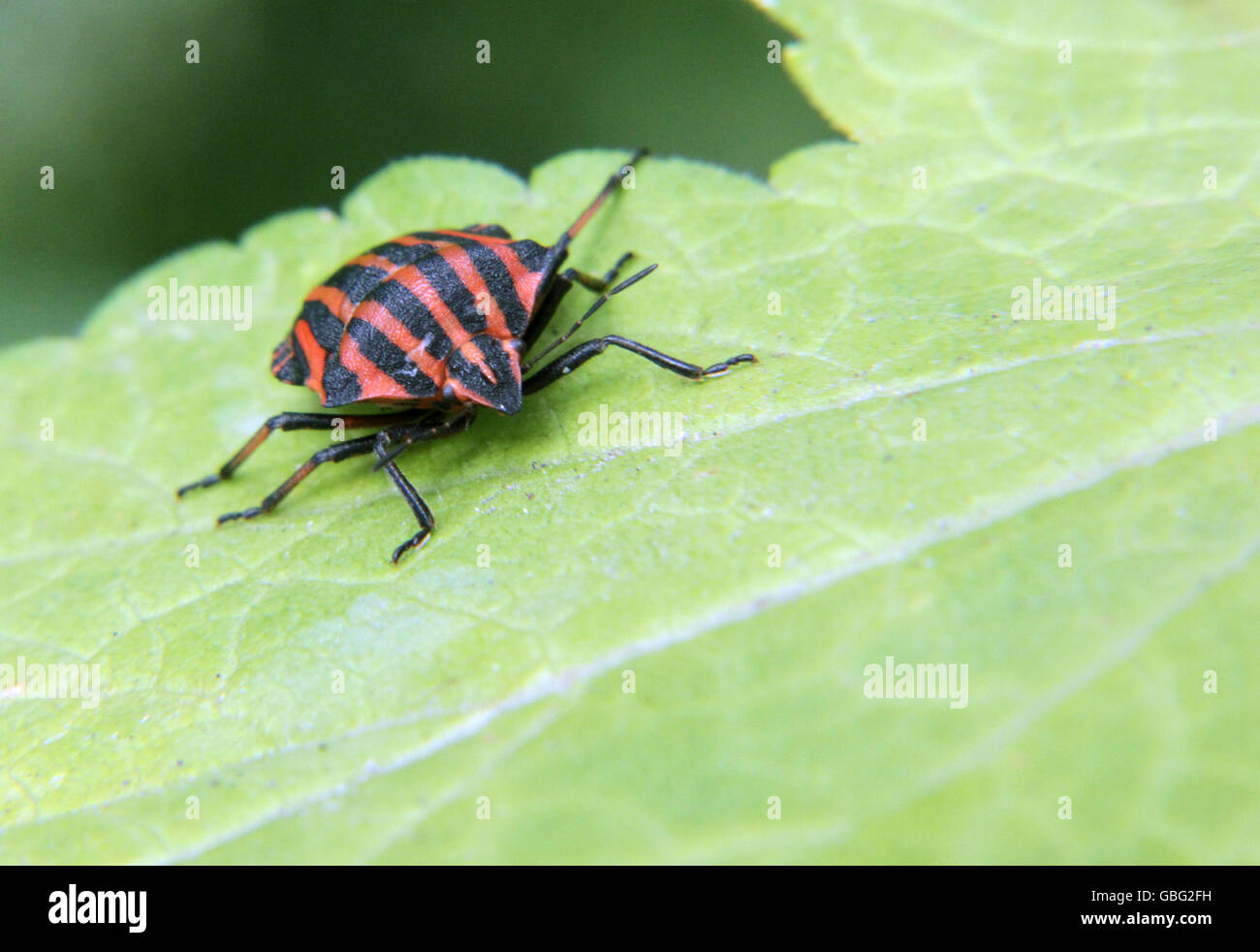 Il rosso nero scudo bug Graphosoma lineatum dalla famiglia Pentatomidae Foto Stock