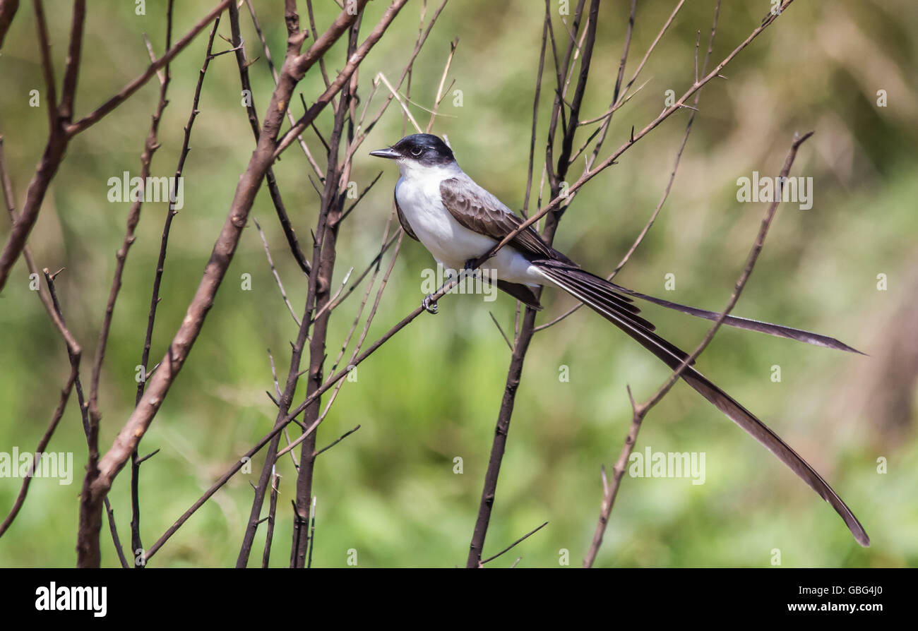 Forcella-tailed flycatcher di Esteros del Ibera wetland, Argentina Foto Stock