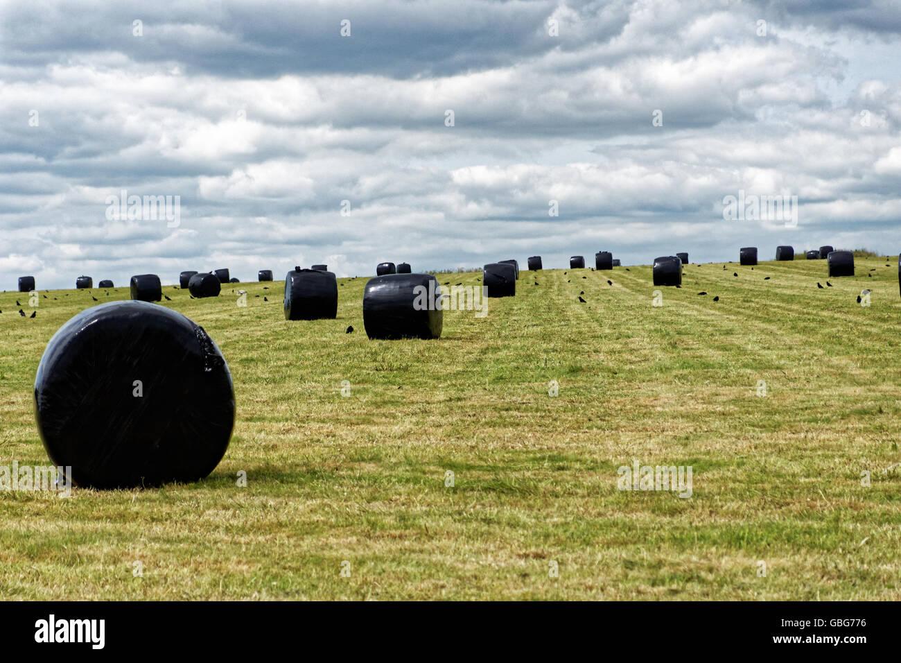 Insilato nero borse in un campo nei pressi di Stonehenge Foto Stock