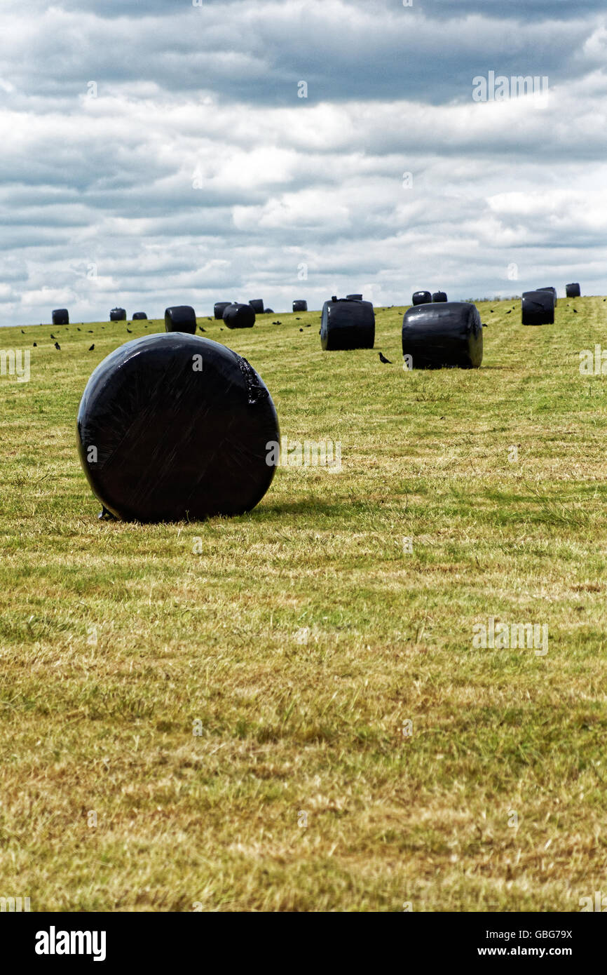 Insilato nero borse in un campo nei pressi di Stonehenge Foto Stock