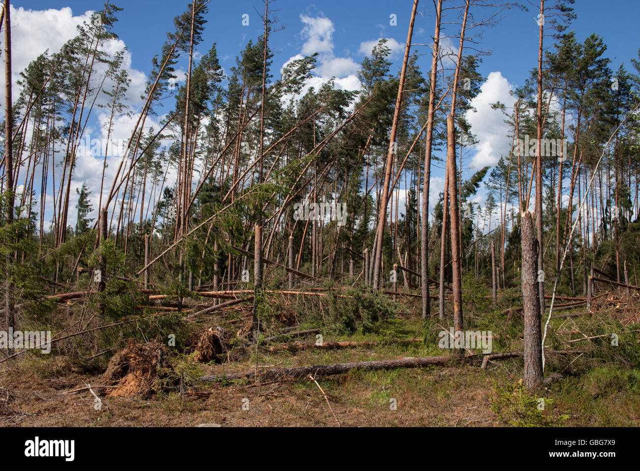Winfall nella foresta. Caratteristica di foresta per il Nord Europa: Svezia, Finlandia e Stati Baltici ecc e la Russia. Alberi caduti, danni provocati dalla tempesta. Foto Stock
