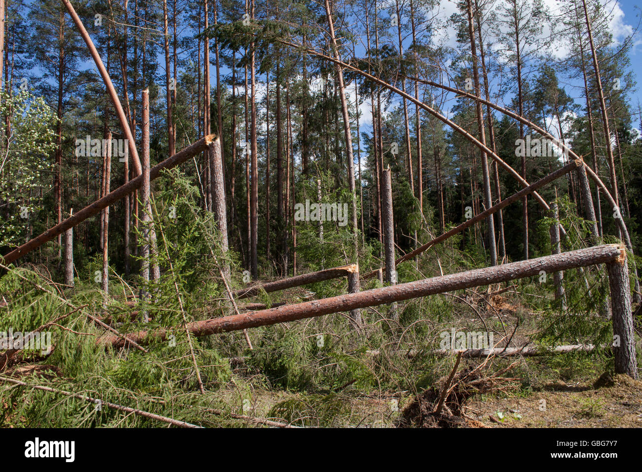 Winfall nella foresta. Foresta caratteristica per le foreste di pini dell'Europa settentrionale: Svezia, Finlandia, stati baltici ecc. e Russia. Foto Stock