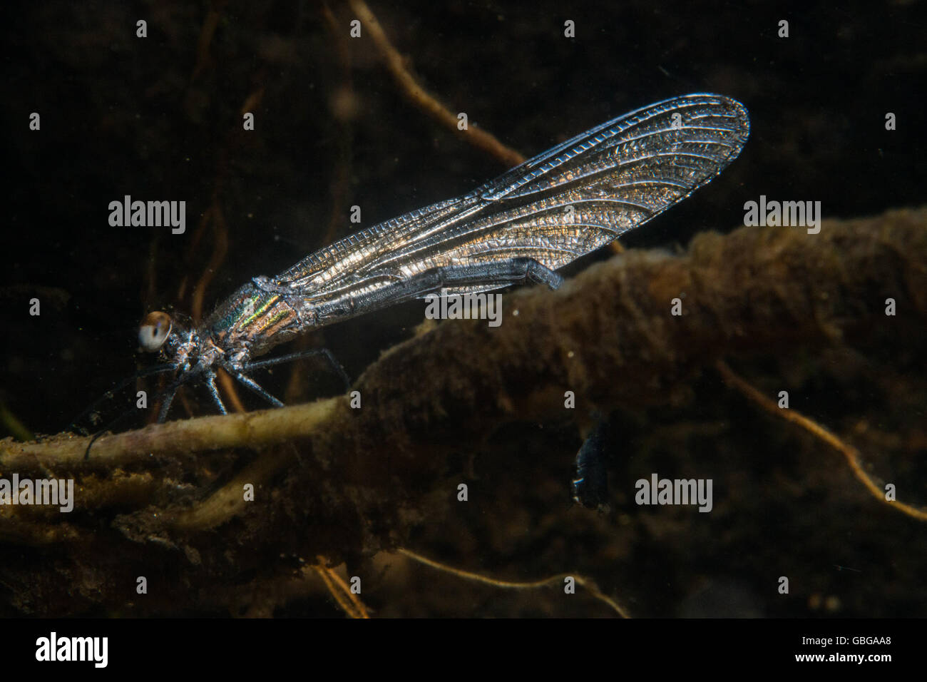 Immagine subacquea di una libellula deposizione delle uova in un torrente in Atlantico foresta di pioggia vicino alla città di Rio de Janeiro in Brasile. Foto Stock