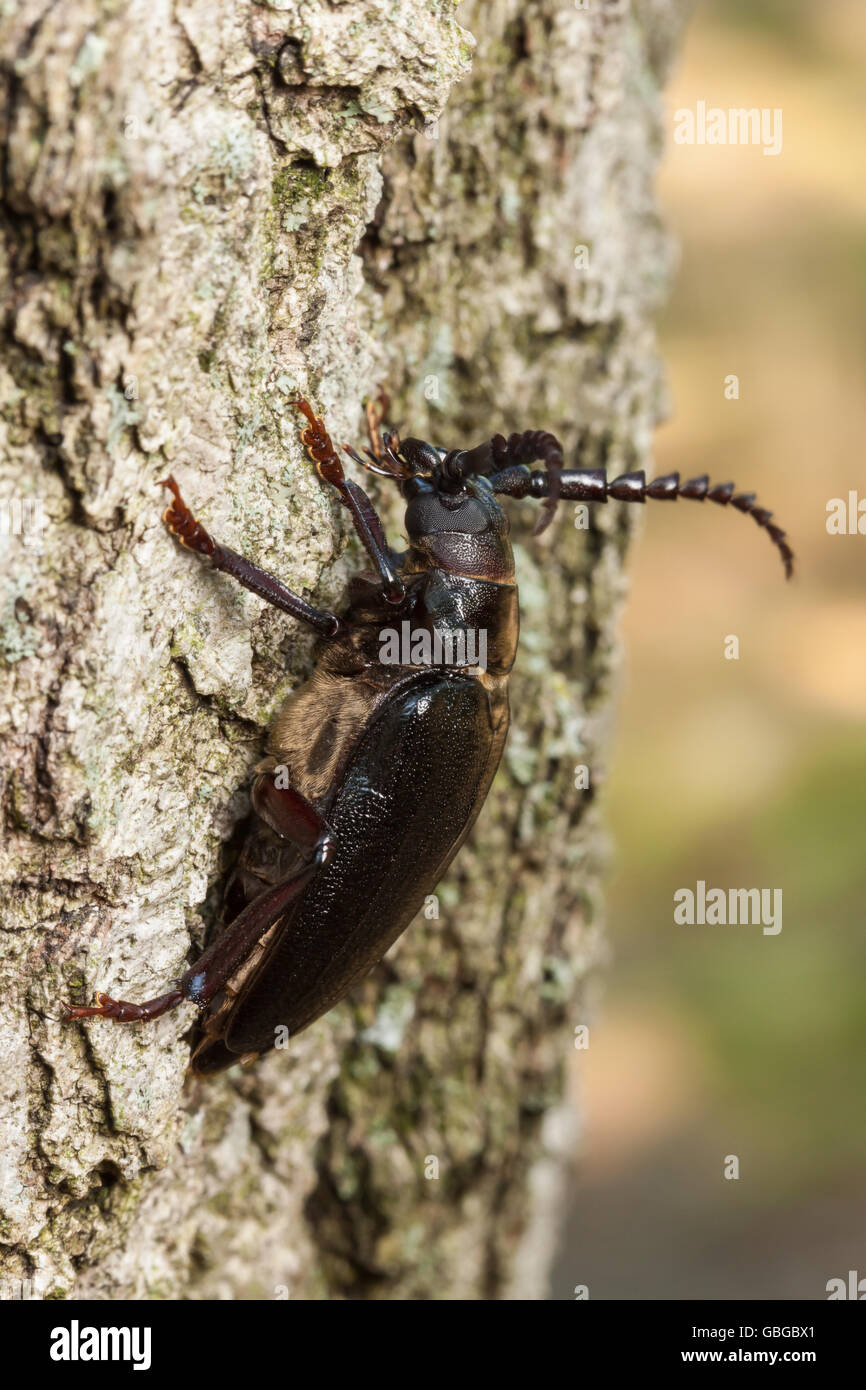 Una femmina di grandi colli sonda campionatrice root (Prionus laticollis) aderisce al lato di un albero. Foto Stock