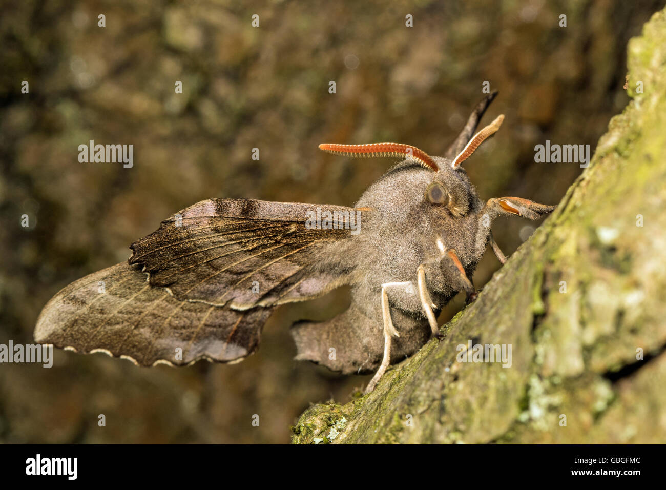 Pioppo adulto Hawk-moth (Laothoe populi), Cambridgeshire Foto Stock