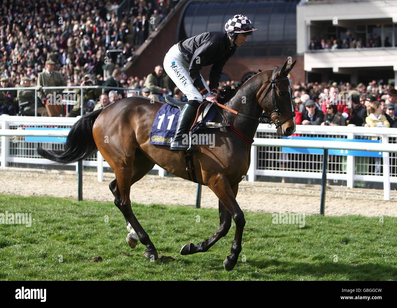 Horse Racing - Cheltenham Festival 2009 - Giorno 1 - Cheltenham Racecourse Foto Stock