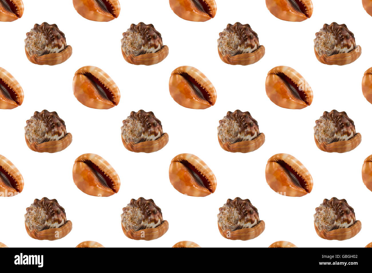 Seamless seashell pattern. Modello senza giunture. Seashell pattern. Foto Stock