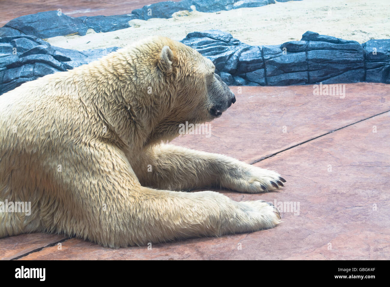 Vista laterale del rilassante orso polare allo Zoo Foto Stock