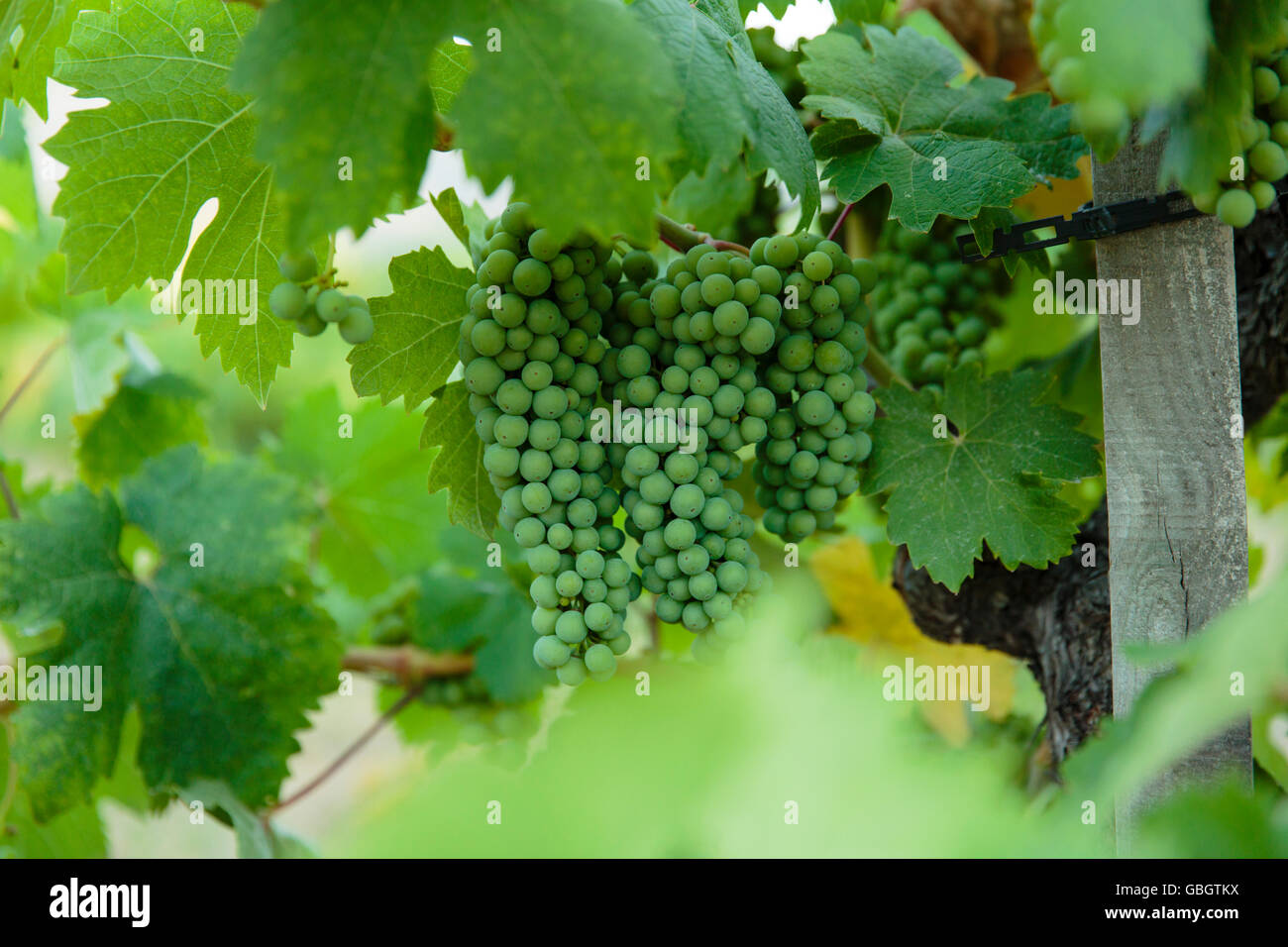 Uva verde cluster in California vigneto Foto Stock