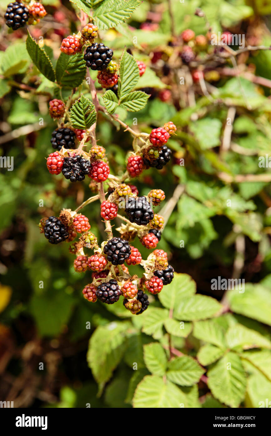 More di rovo che cresce in California Foto Stock