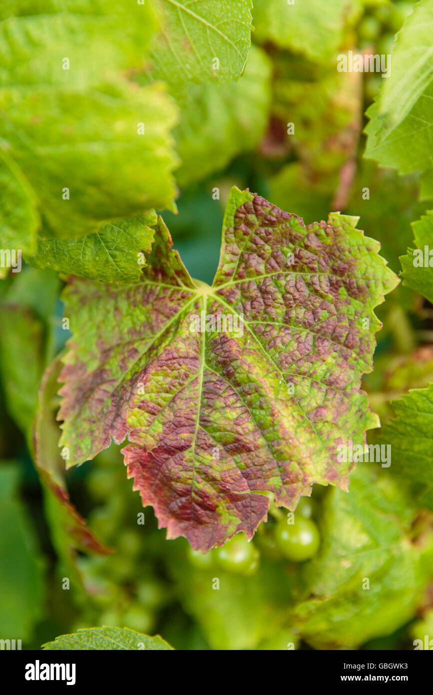 Il rosso e il verde delle foglie su un vitigno Foto Stock