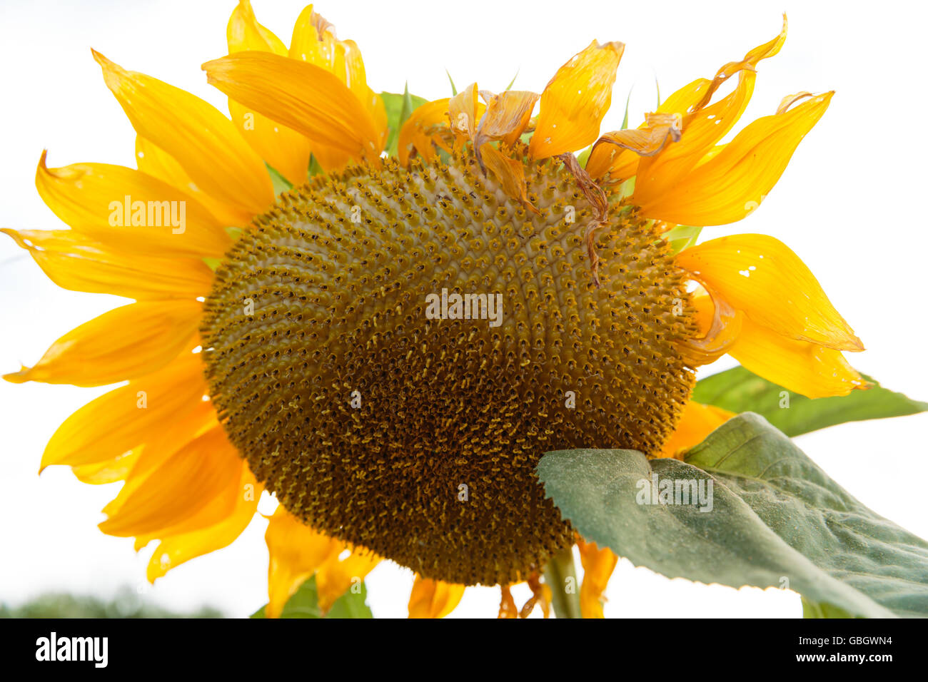 Girasole Foto Stock