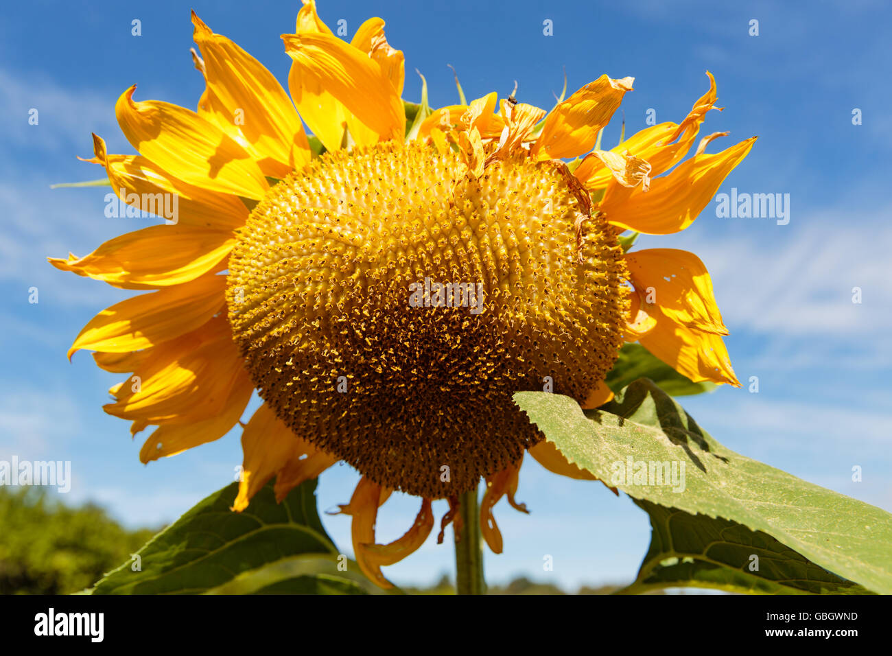 Set di girasole contro il cielo blu Foto Stock