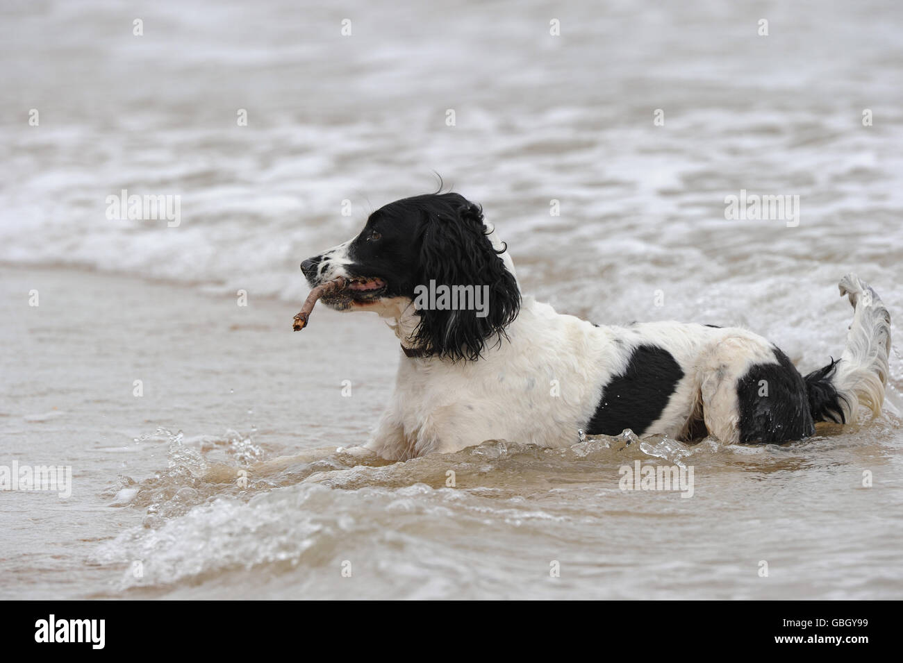 Il cane si siede in acqua sulla spiaggia con bastoncino in bocca Foto Stock