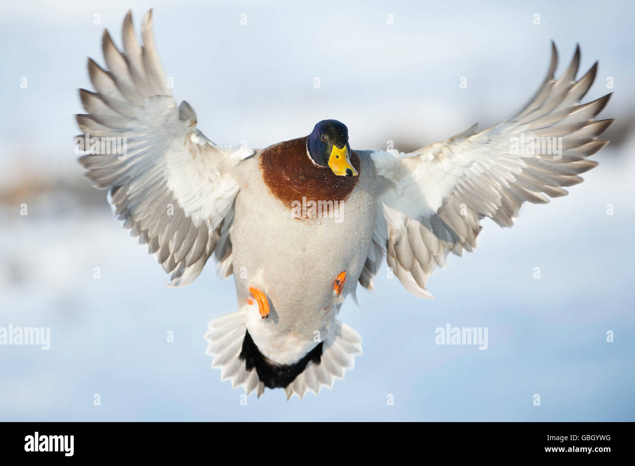 Il Germano Reale, drake, Bassa Sassonia, Germania / (Anas platyrhynchos) Foto Stock