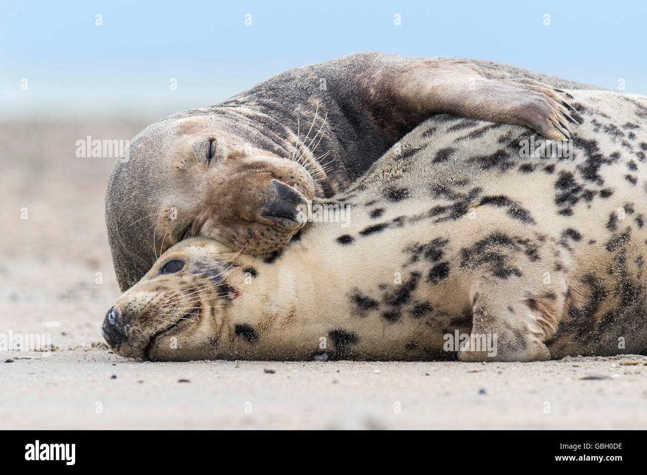 Guarnizione grigio, Halichoerus grypus, Isola di Helgoland, Schleswig-Holstein, Germania Foto Stock