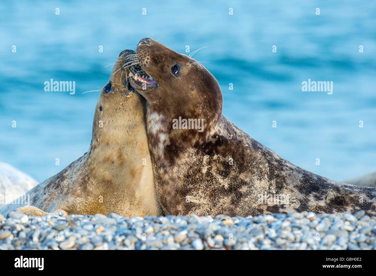 Guarnizione grigio, Halichoerus grypus, Isola di Helgoland, Schleswig-Holstein, Germania Foto Stock