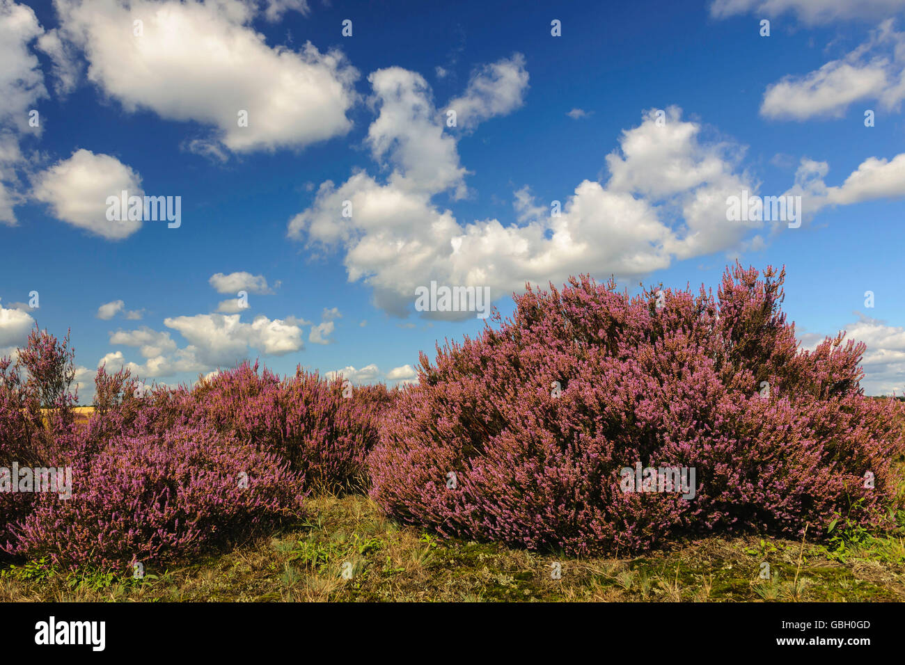 Comune, Heather Calluna vulgaris, parco nazionale Hooge Veluwe, Gelderland, Paesi Bassi Foto Stock
