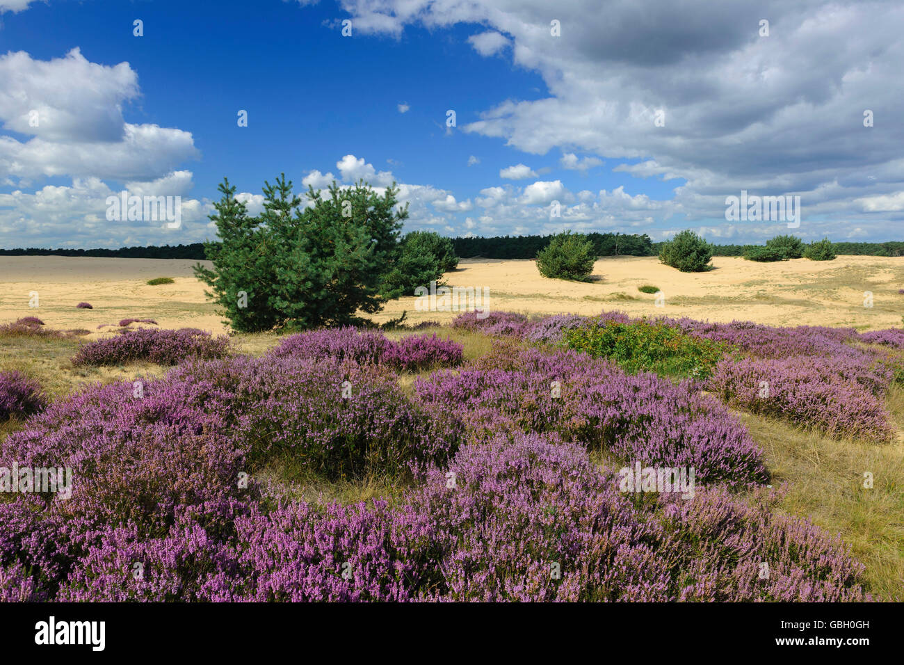 Comune, Heather Calluna vulgaris, parco nazionale Hooge Veluwe, Gelderland, Paesi Bassi Foto Stock
