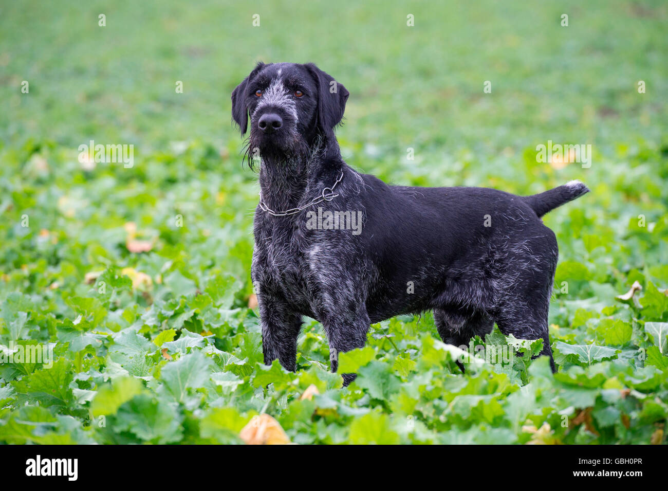 Filo tedesco-dai capelli del cane di puntamento Foto Stock