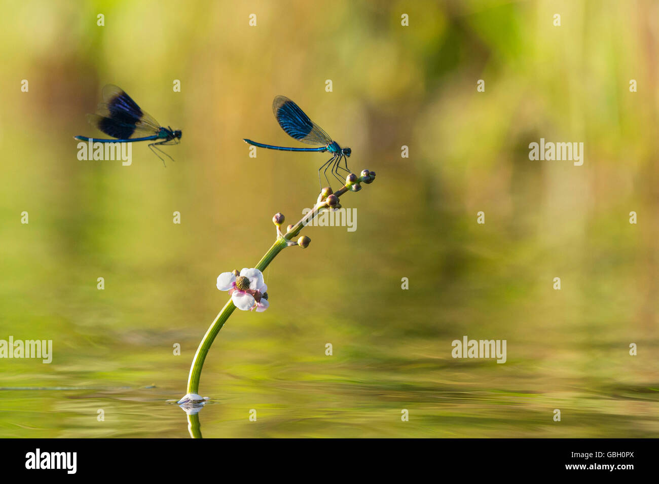 Gebaenderte Prachtlibellen, Niedersachsen, Deutschland / (Calopteryx splendens) Foto Stock